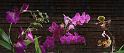orchid_compose1_xl preview